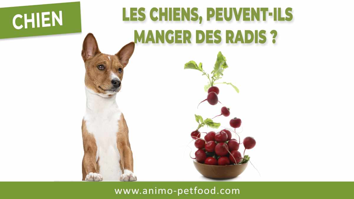 mon-chien-peut-il-manger-des-radis